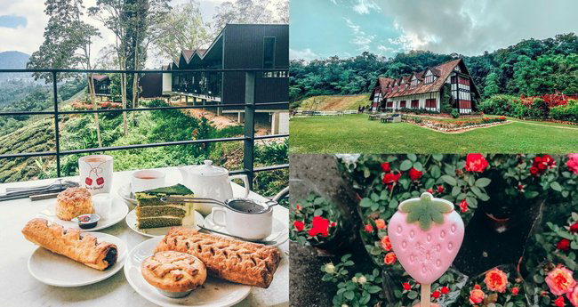 تجربة مزارع الشاي في كاميرون هايلاند